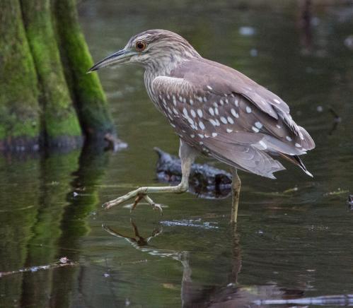 �� �������