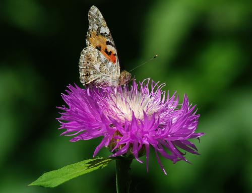 ������ � �������