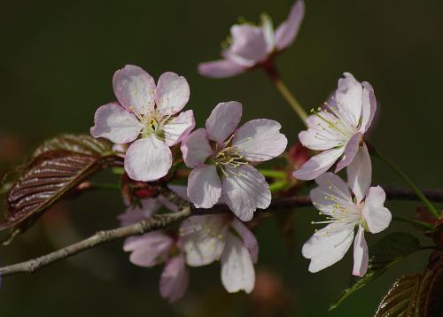 ����� ������