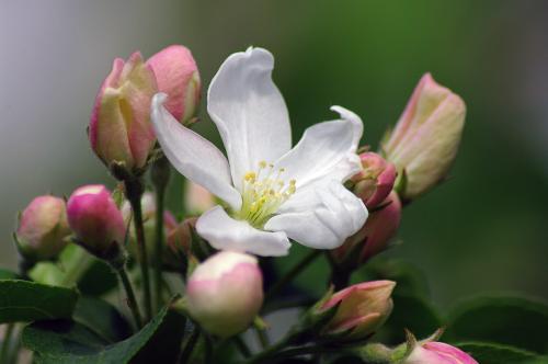 ������ ������