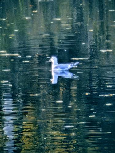 �������� ����� �������