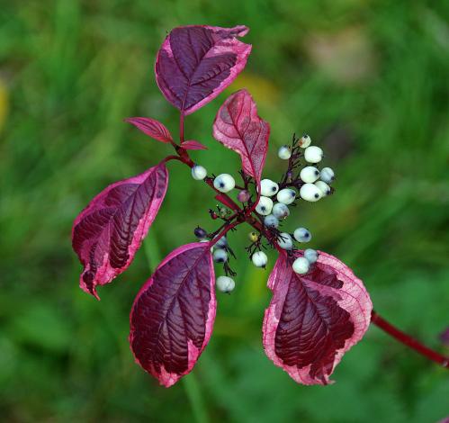 ������� �����