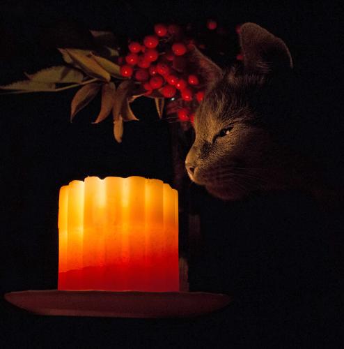 ����� �����