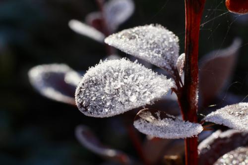 � ���������