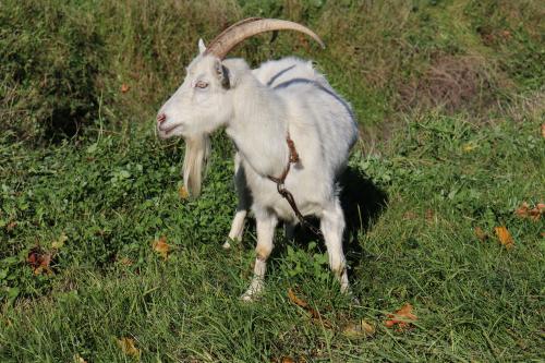 ���� ������