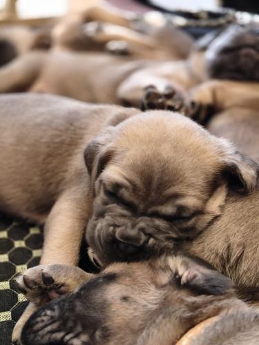 ����� �����