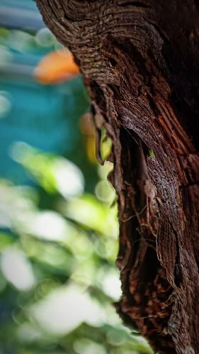 ������� ����� �������