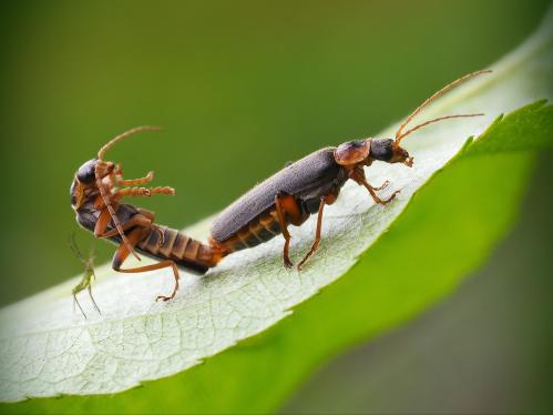 ������ ������