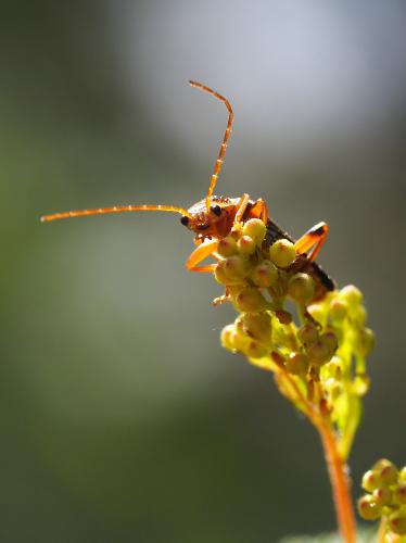 ������ ��������