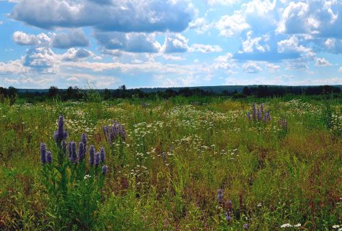 ����� ����