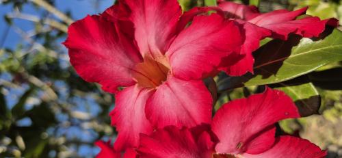 ���� ������