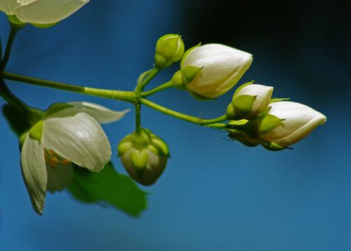 ������ �������