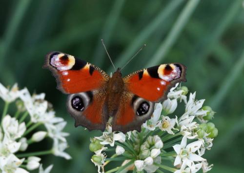 ����� ������