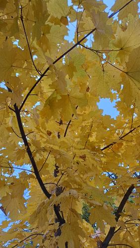 � ����� �������