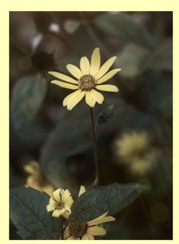 ����� �����