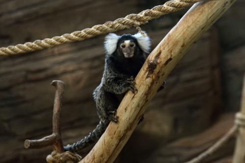 ������ �������� 