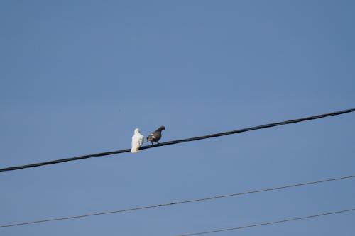 ������ � �������