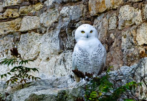 ����� ����