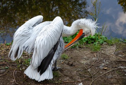 ����� ������ ��������