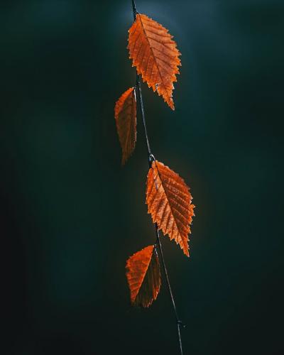 ������� ���������� 