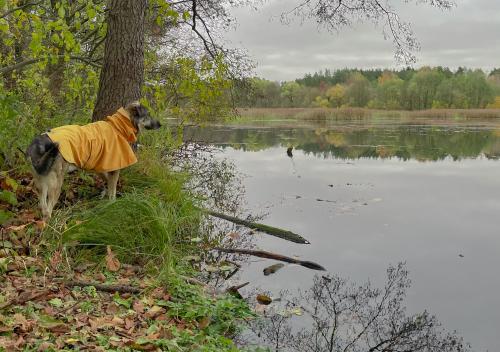 ������� ��������