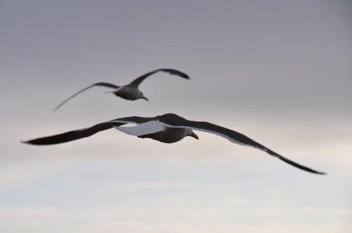 ����� �����