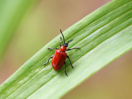 �������� ��������