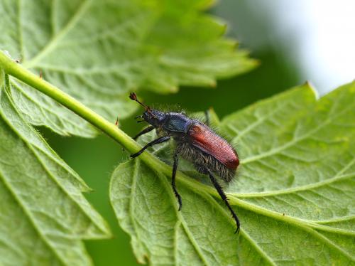 ������ �������