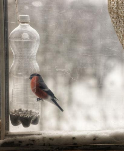 ������ �����