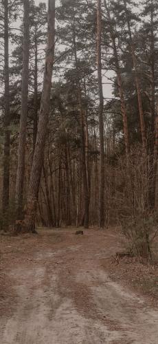 �������� ���