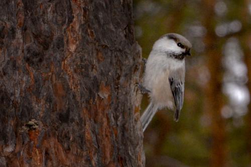 �� ������