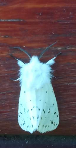 ����������� ������