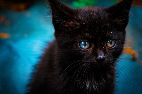 ����������� ������ 