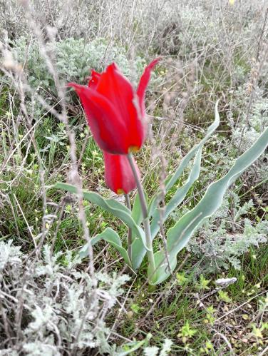 ������� ������������ �����