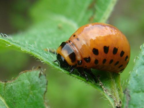 ������� �������� 