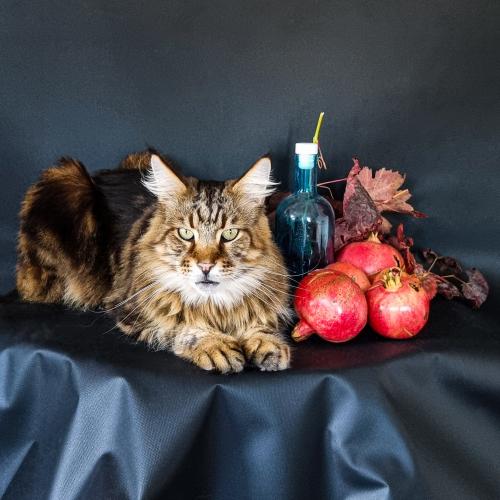 ����� ����� ���������