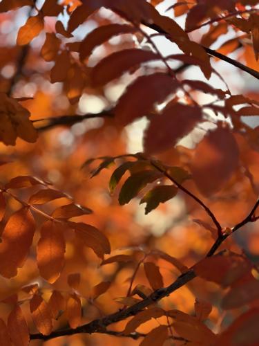 ������ �����