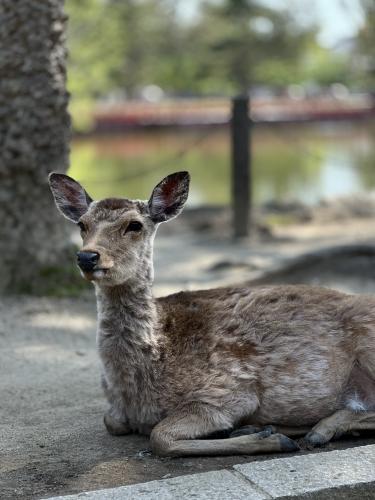 ������ ��������