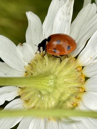 � ���� ���������