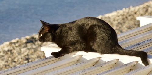 �� �����