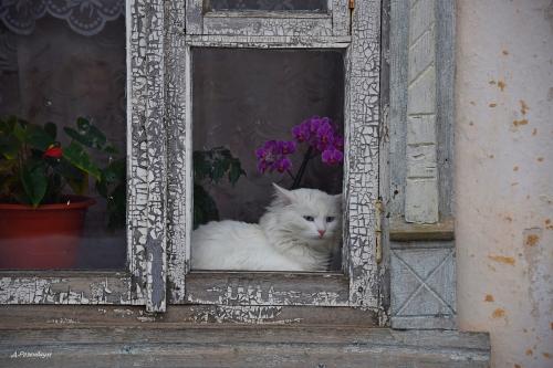 ����� ���������