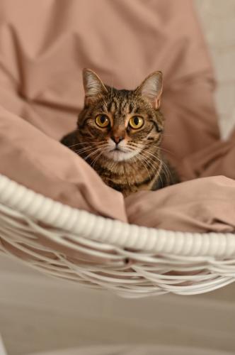 � ����������� 