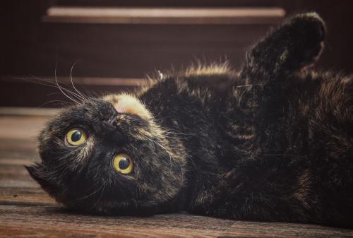 ������ ��-�������