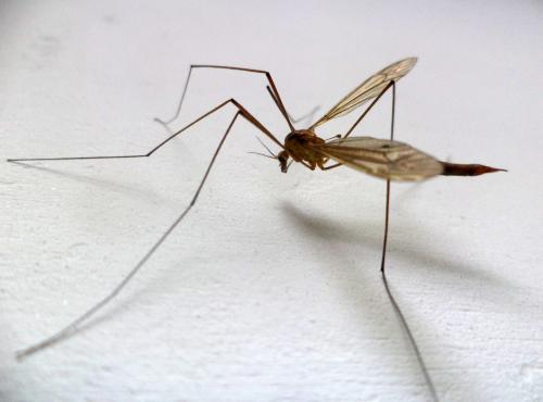 ����� ��������