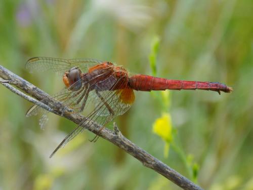 ���������� ����� �����