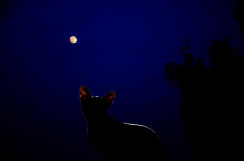 �������� ����