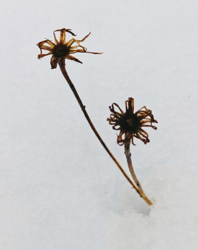 �����-�� ���� �����