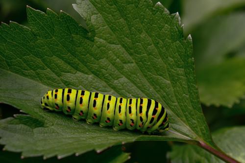 ��������� ����