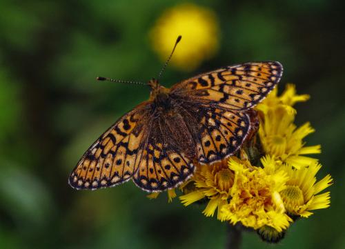 ���������� ��������: ����...