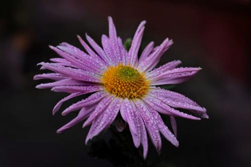 � ������ �����. 